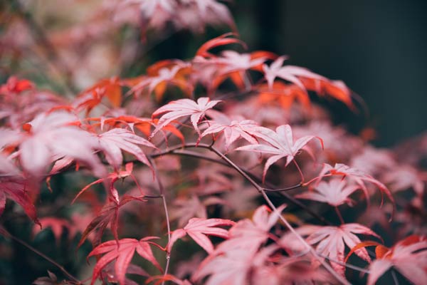 acer tree close up